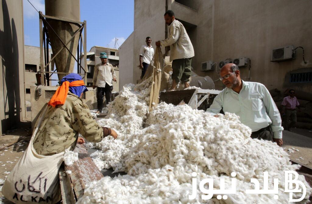 Find out the price of a quintal of cotton today in Sharqiya 2023, Sunday, November 26, 2023 – Balad News